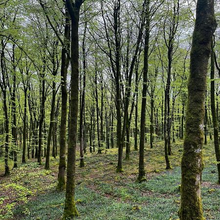 Mullaghmeen Forest Μουλινγκάρ Εξωτερικό φωτογραφία